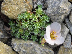Saxifraga 'Peach Melba'